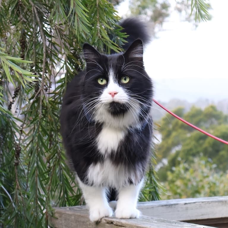 Viniferous the Mischievous Messiah, tuxedo cat