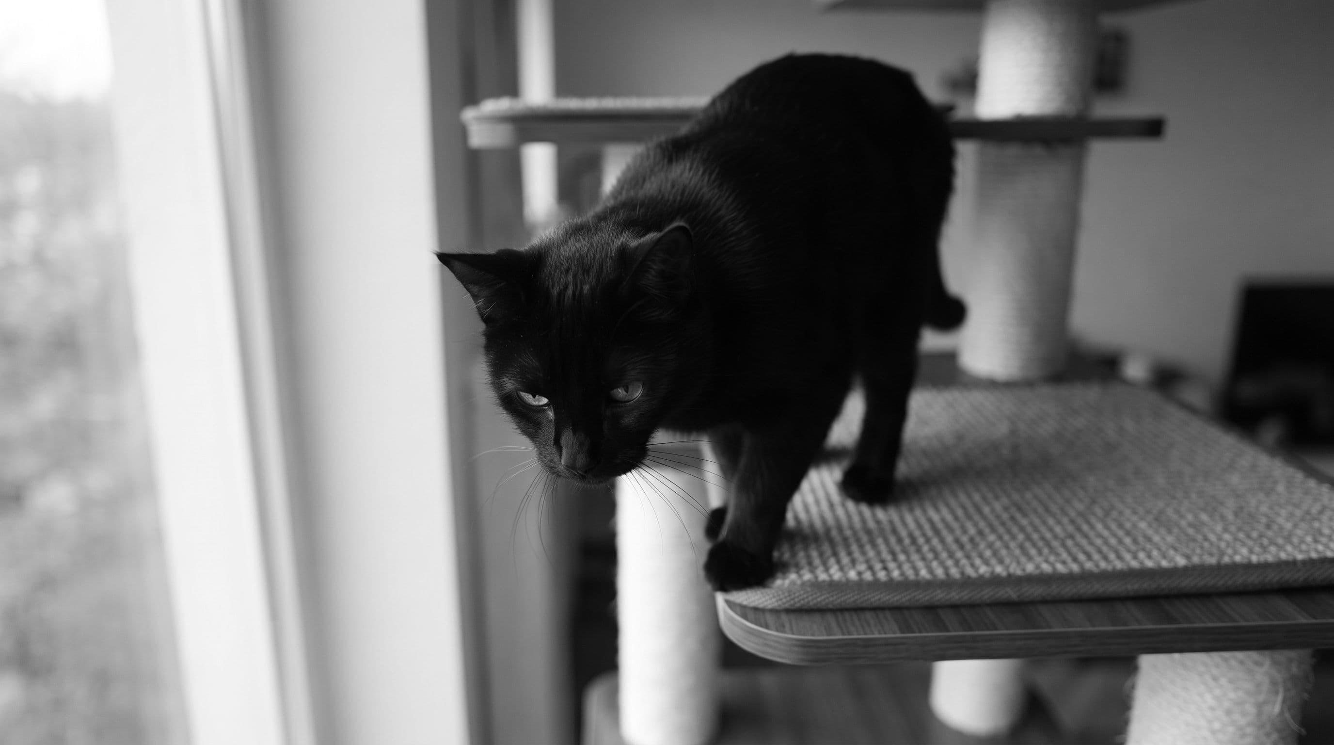 All-black cat sitting alertly on the edge of a wide birch plywood cat tree platform viewed from above