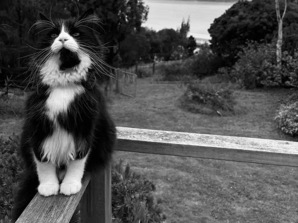 Vino the Tuxedo Cat being silly on the balcony rail