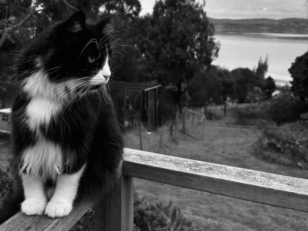 Vino the Tuxedo Cat glances curiously from the balcony railing