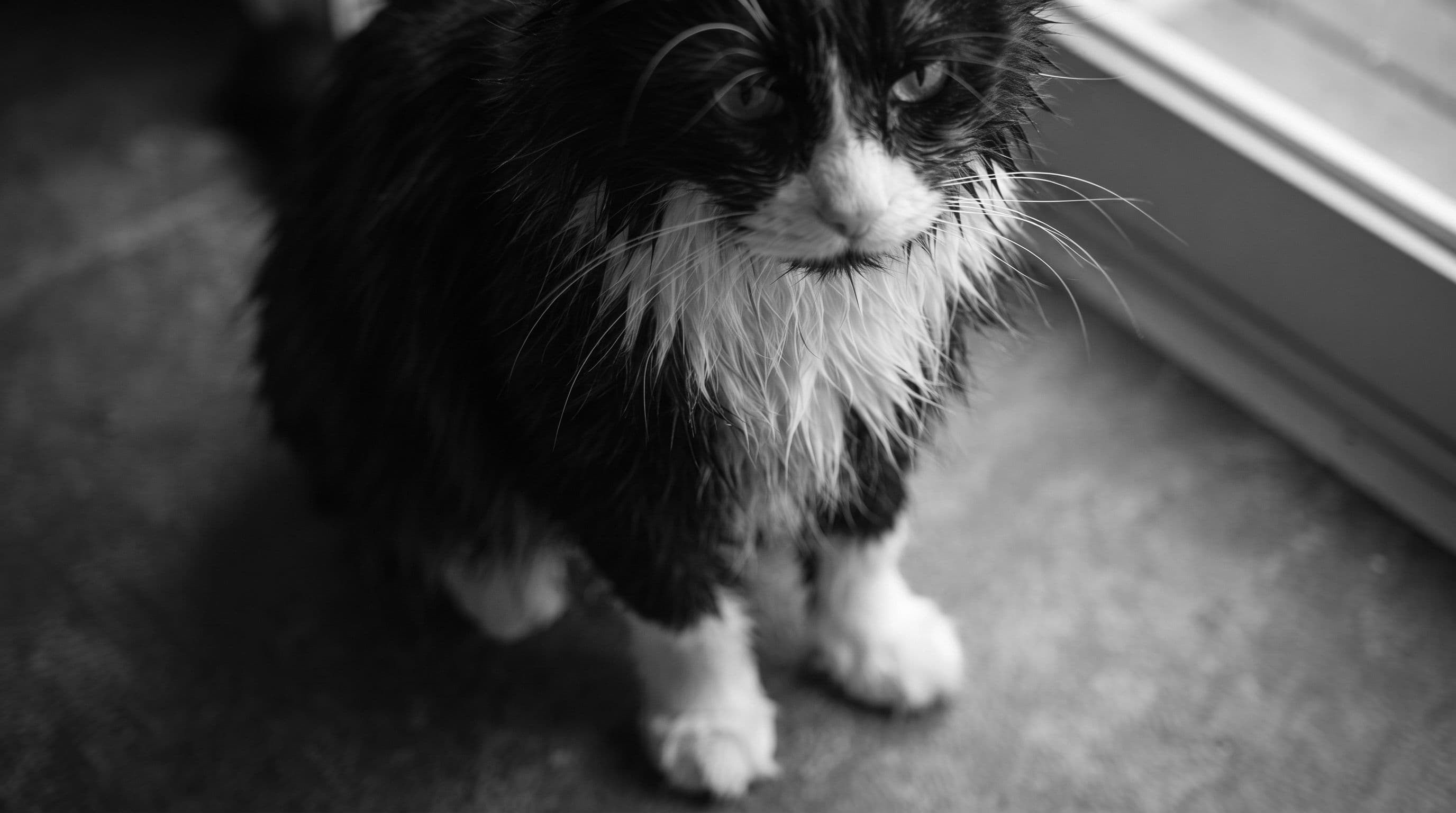 Overhead view of a tuxedo cat's damp chest and mismatched white paws after rain
