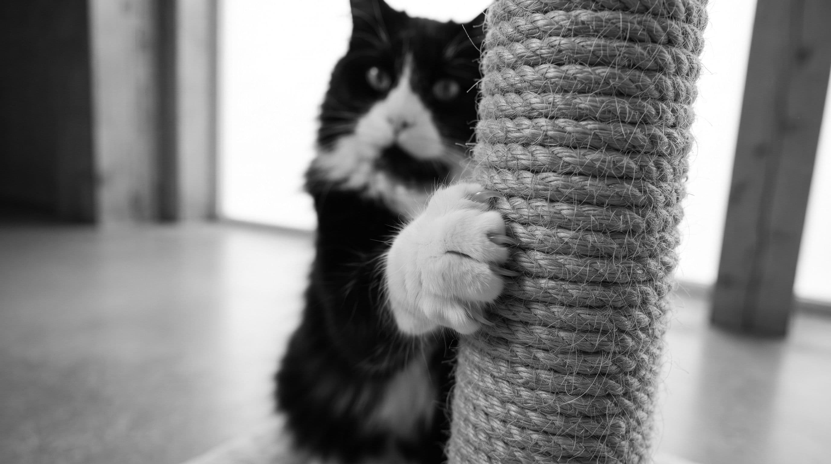 Black-and-white tuxedo cat pressing his claws into a scratching post