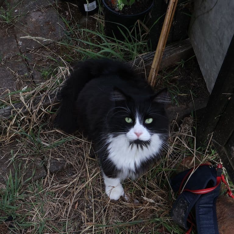 Tuxedo cat crouched low in a garden bed looking up, wearing a harness and leash