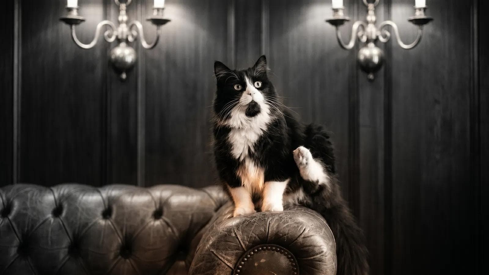 Tuxedo cat standing on a leather couch with one paw raised beneath ornate wall sconces
