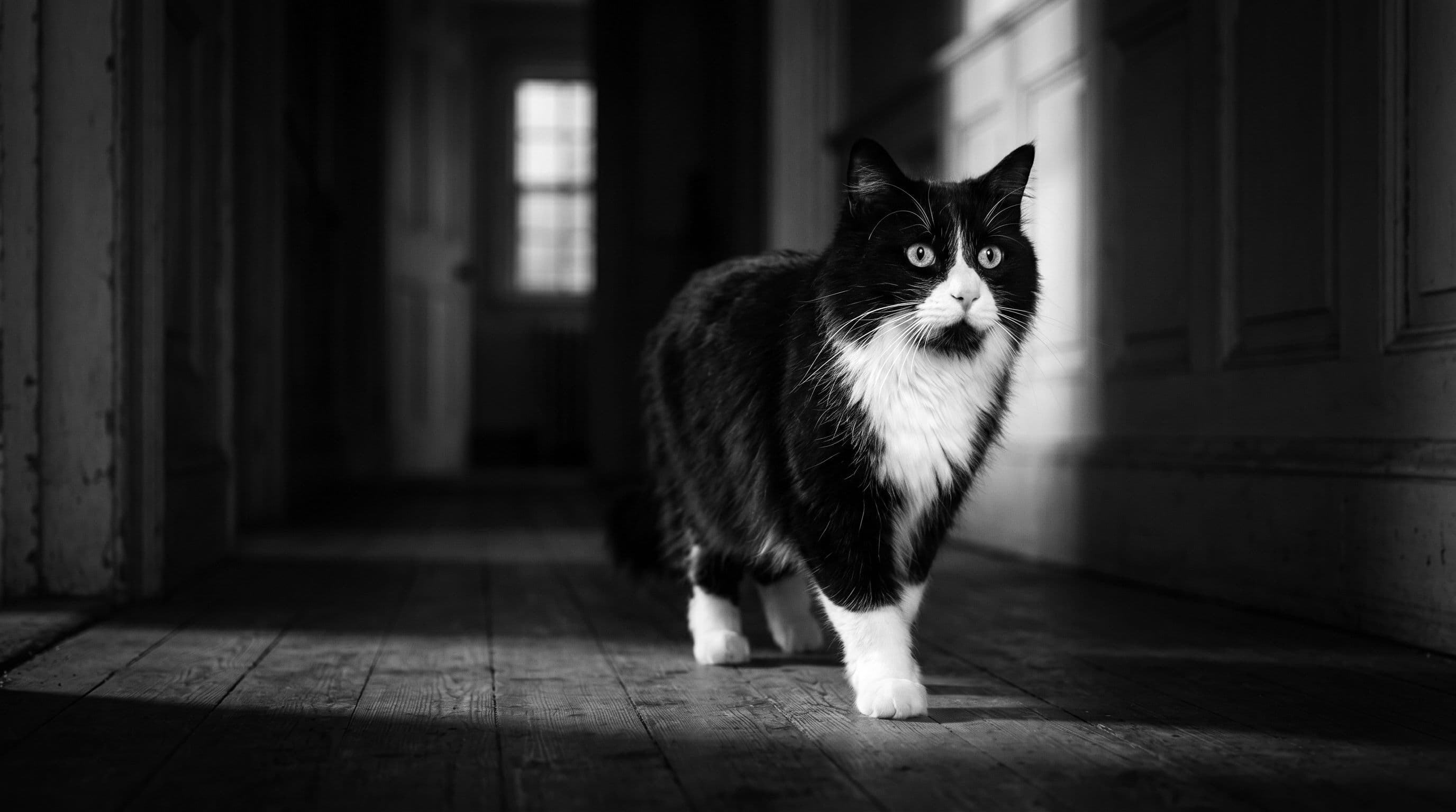 Tuxedo cat walking confidently down a dark hallway with moonlight illuminating his white chest and paws