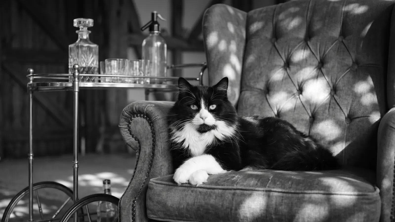 Tuxedo cat lounging in a wingback chair beside a drinks cart with a crystal decanter