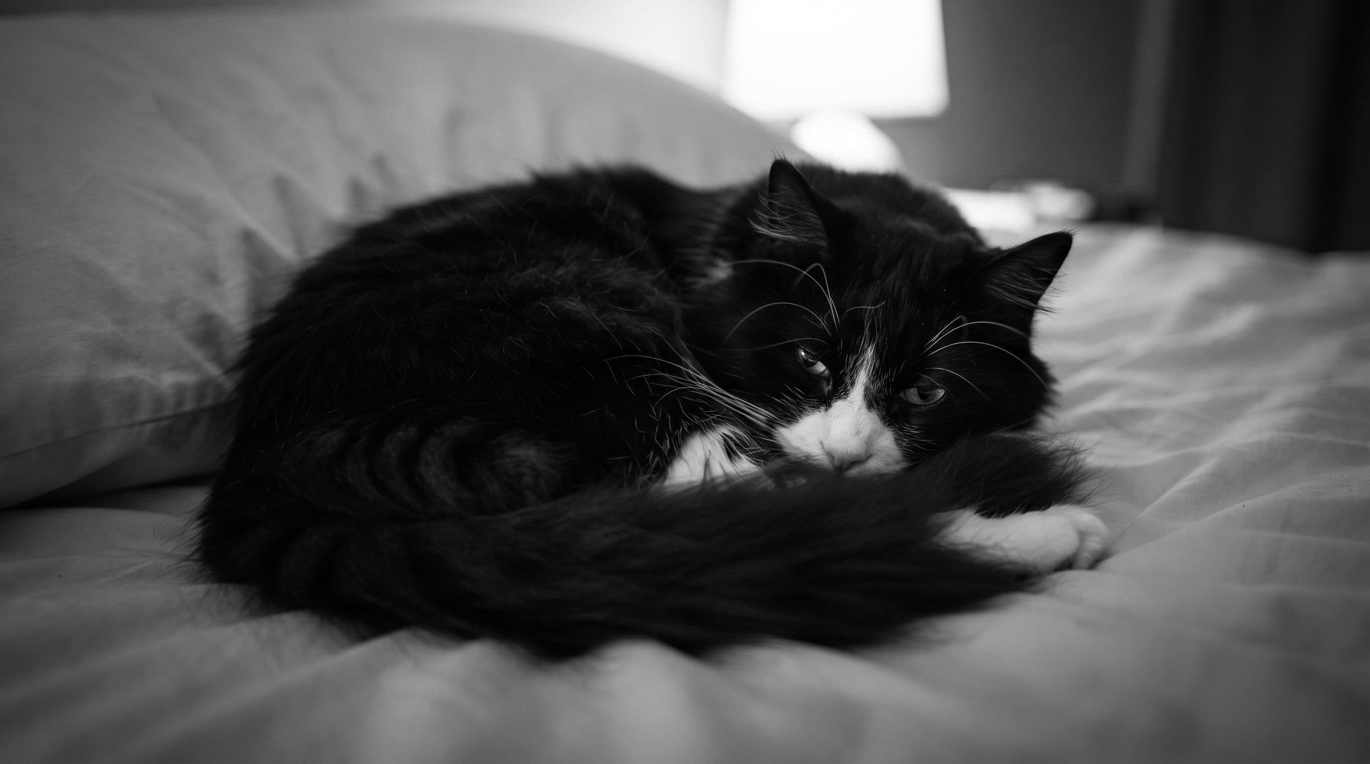Tuxedo cat curled in a tight ball on a bed doona at night with his tail wrapped snugly around his body