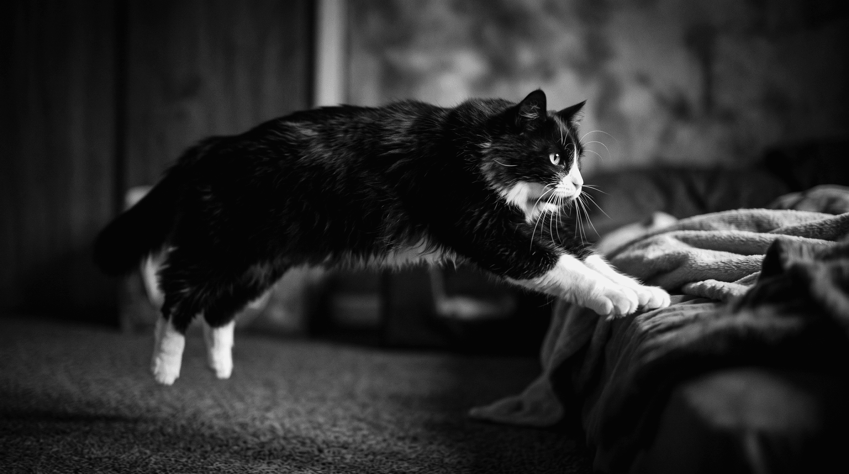 A tuxedo cat captured mid-jump onto an unmade bed, body extended, white paws reaching forward in dim bedroom light.
