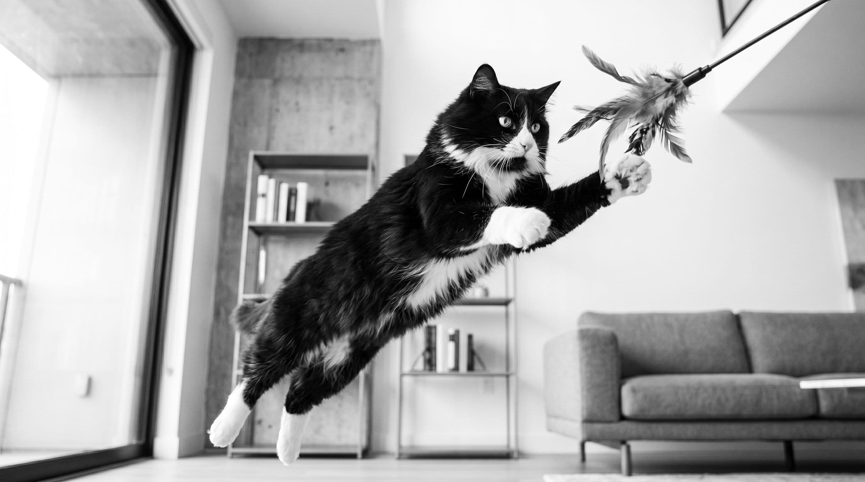 Tuxedo cat with green-yellow eyes playing with a feather toy