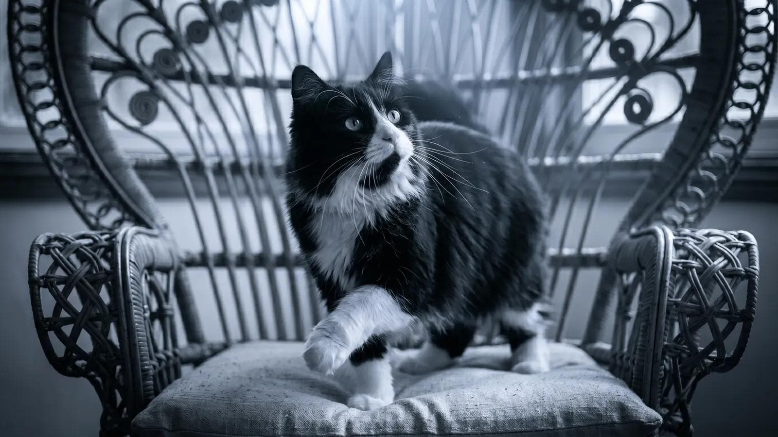 What Daily Life with a Tuxedo Cat Actually Looks Like