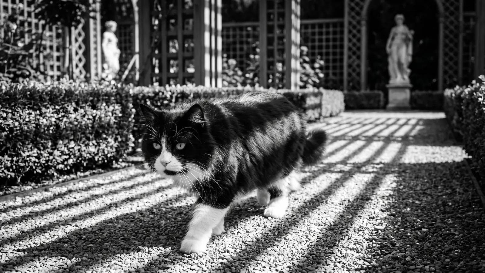 Tuxedo cat walking along a sunlit gravel path in a formal garden with statues
