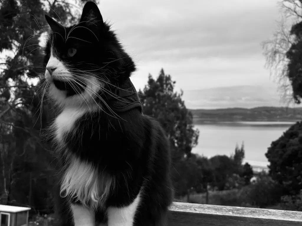Vino the Tuxedo Cat gazes off into the distance with a concerned look