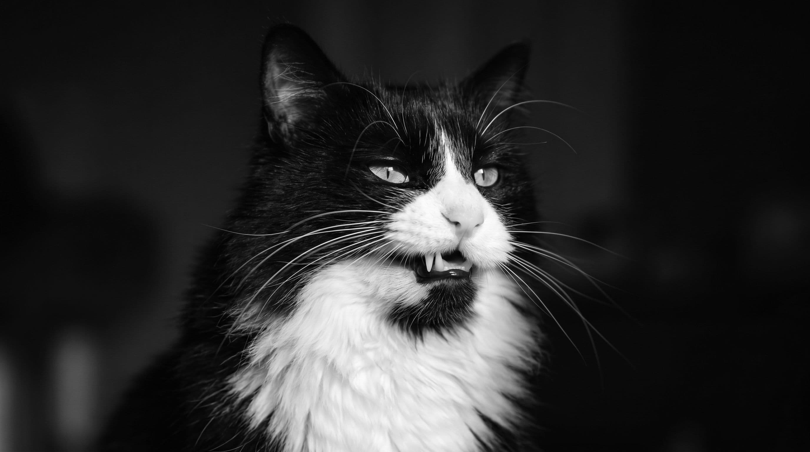 Close-up of a tuxedo cat with lip gently lifted revealing a clean canine tooth and pink gum line