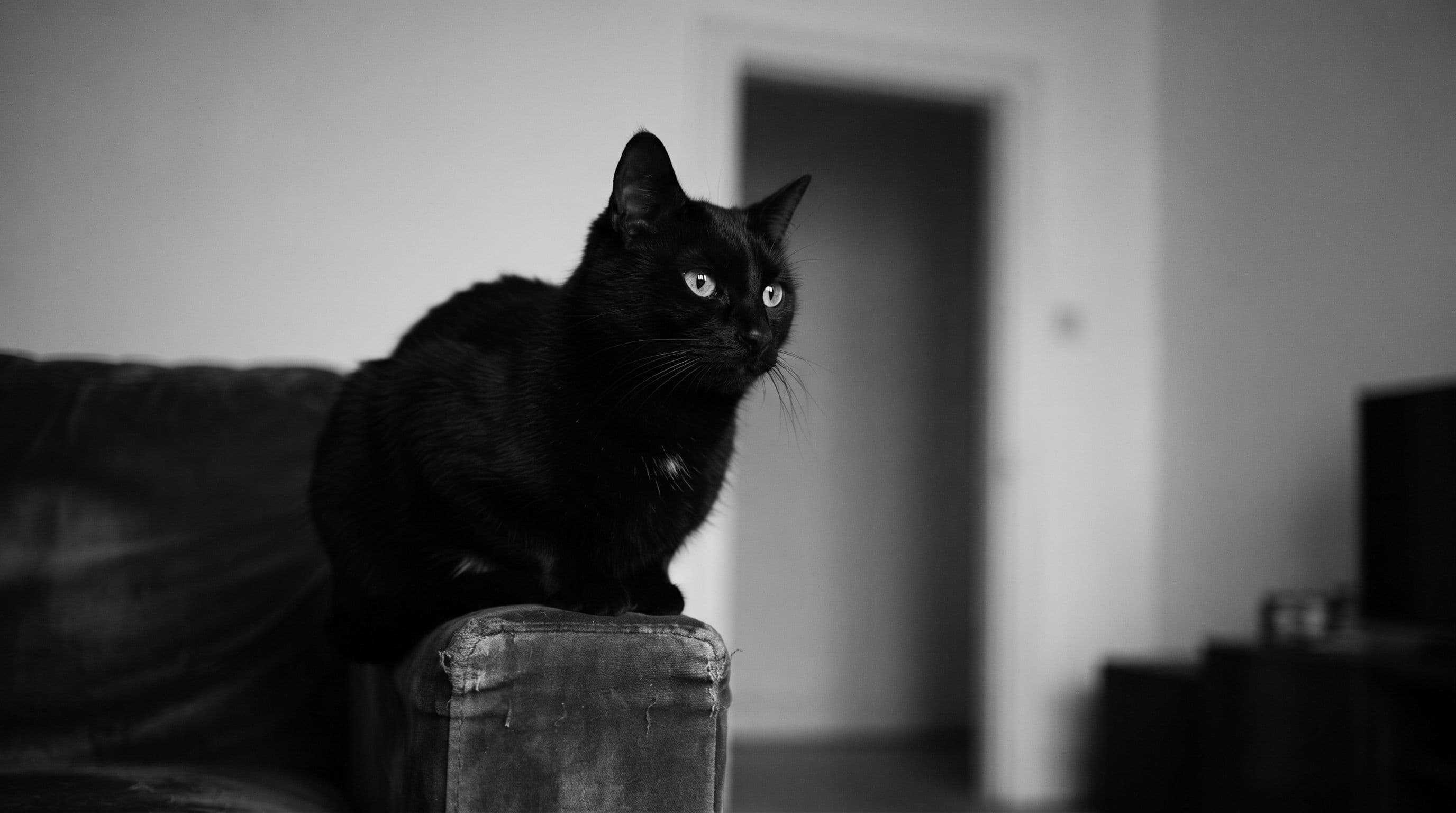 A small black cat sits motionless on a couch arm, reserved posture, faint white marking on belly