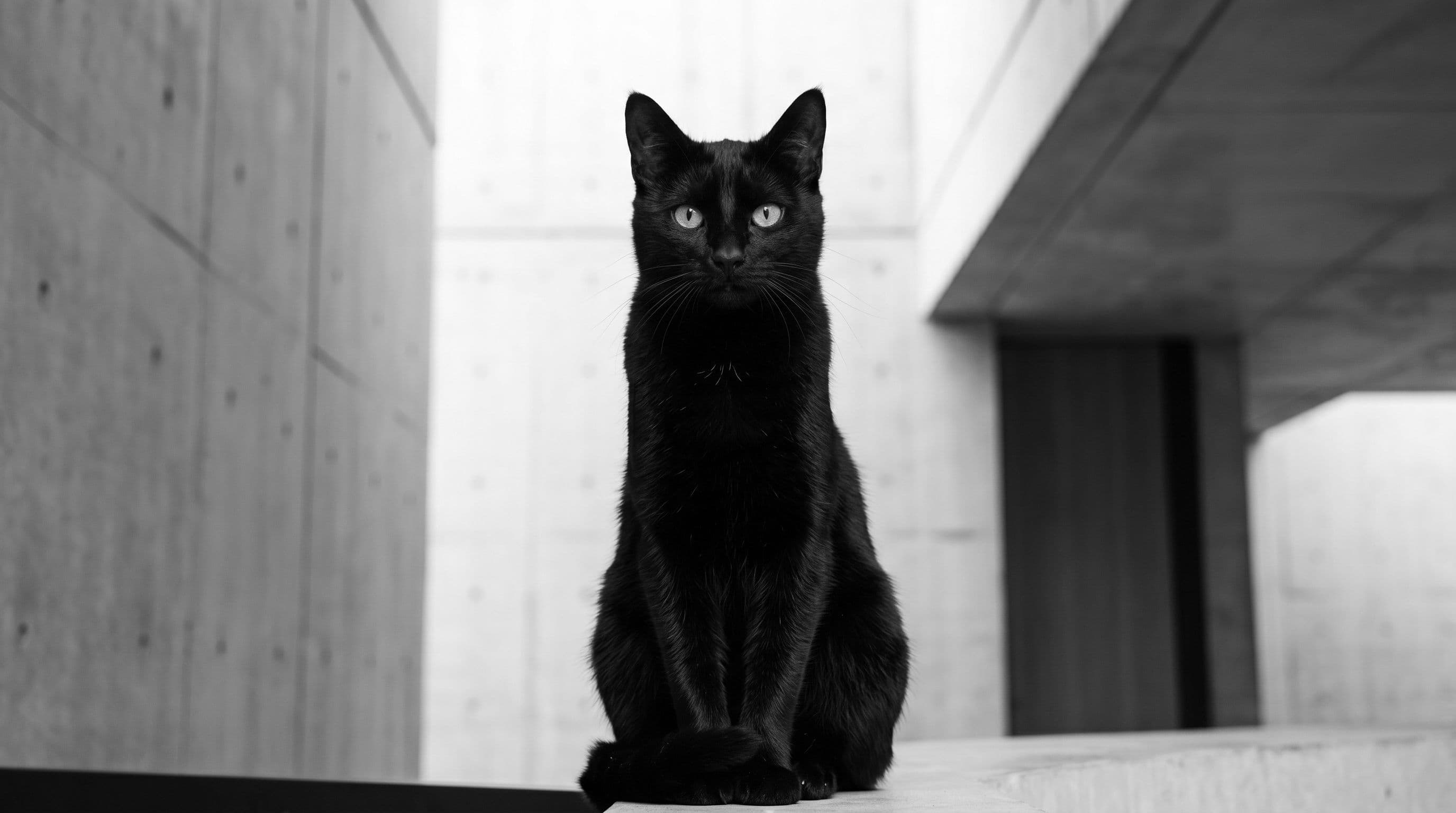 Black cat sitting between minimalist concrete walls, looking directly at the camera