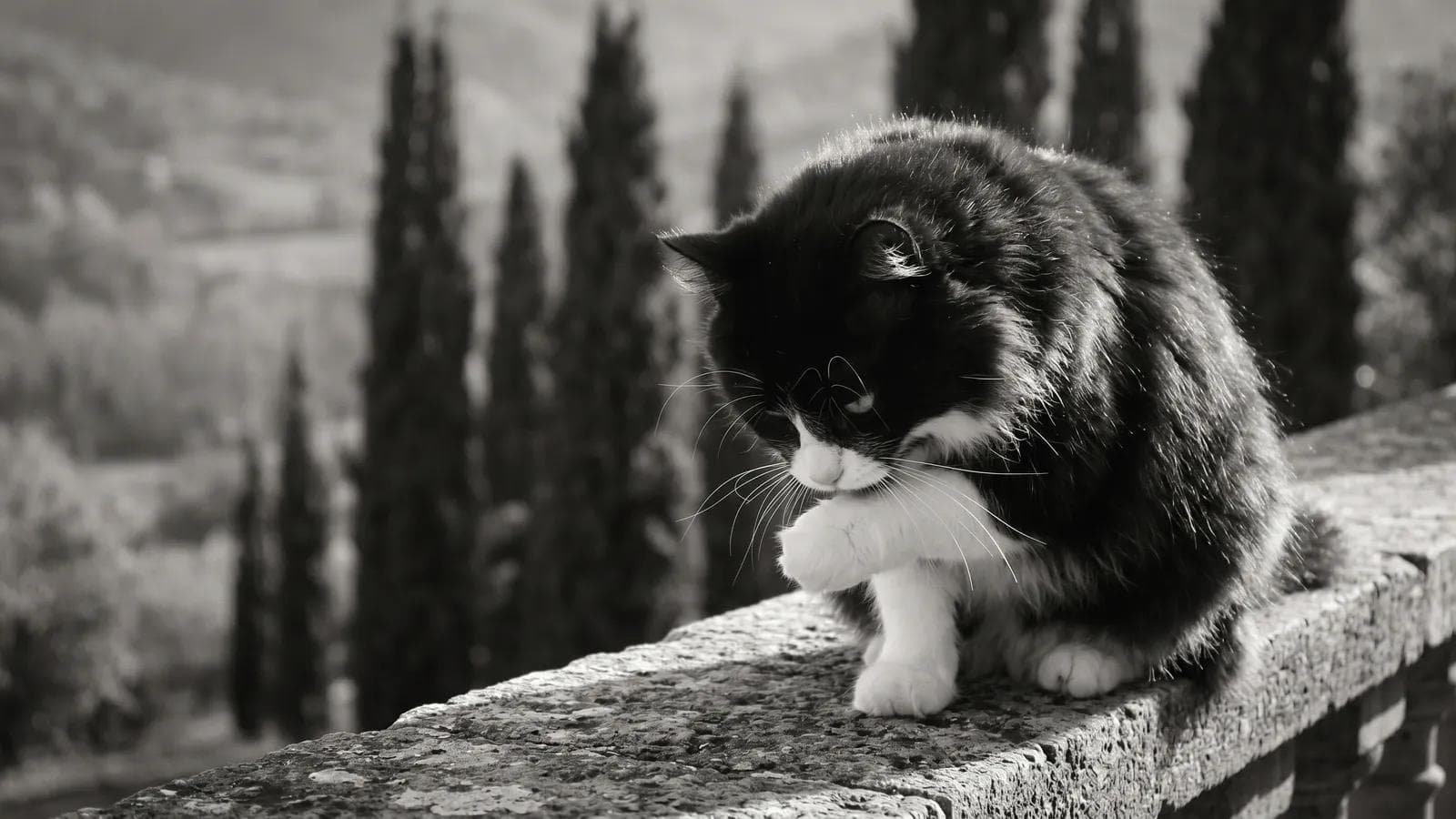 Tuxedo cat grooming his paw on a stone balustrade overlooking a vineyard hillside