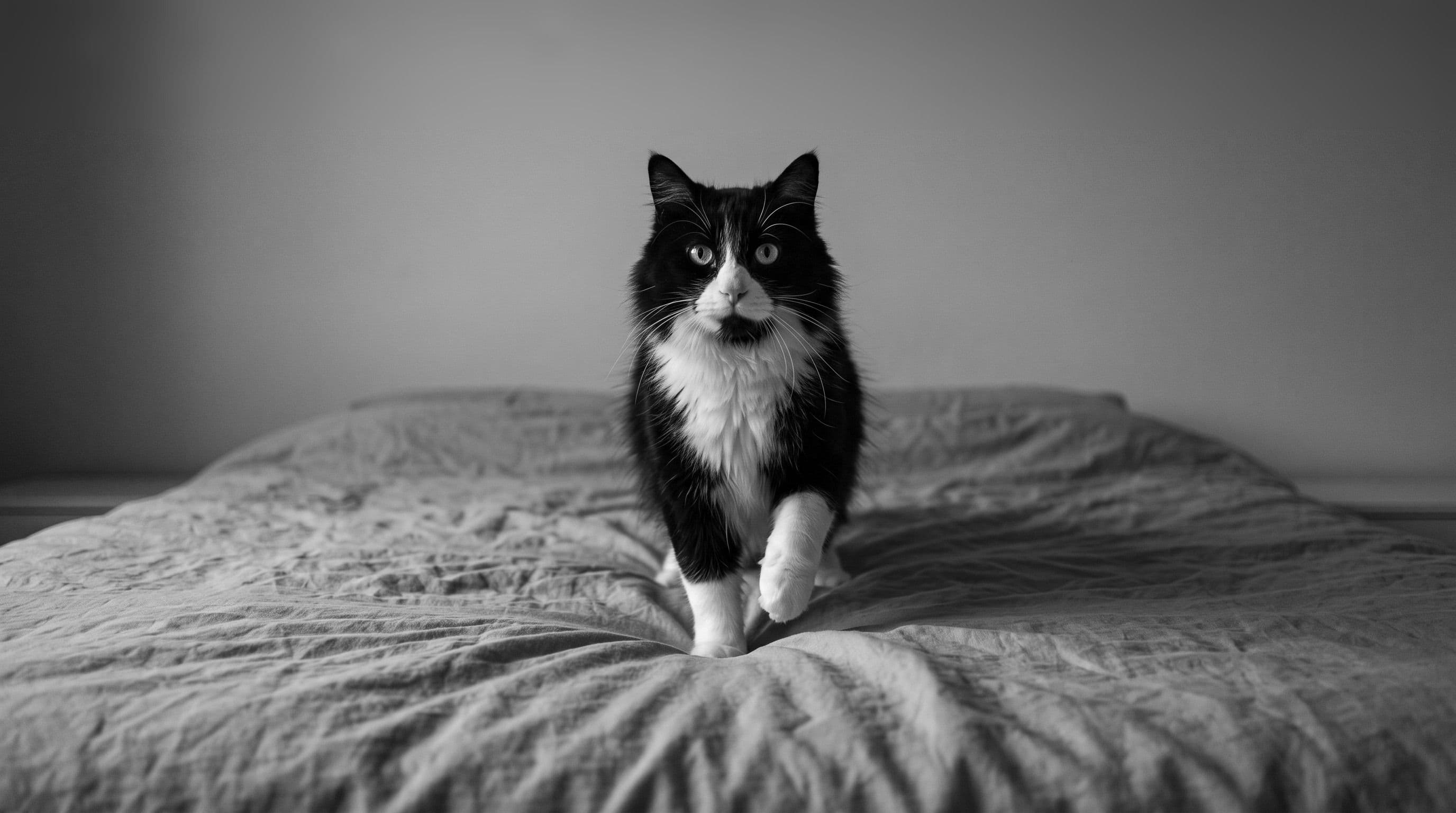 A black-and-white tuxedo cat with a white chest bib and white paws stands on a bed in pre-dawn light, one paw raised, green-yellow eyes intensely focused.
