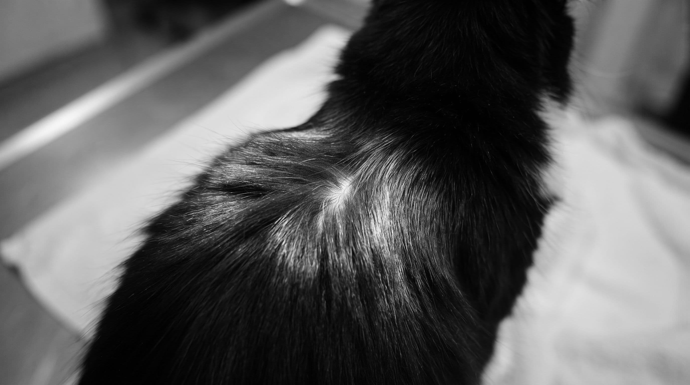 Close-up view of a tuxedo cat's upper back between the shoulder blades showing sleek black fur in a softly lit clinic environment