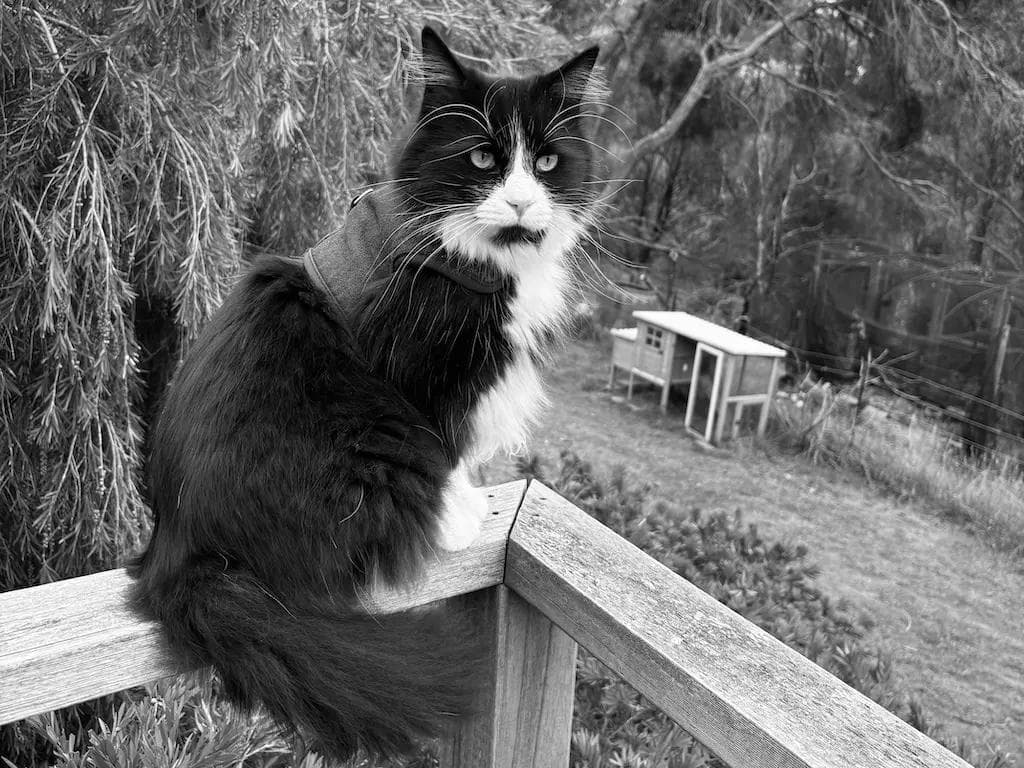 Vino the Tuxedo Cat contently poised on the balcony rail